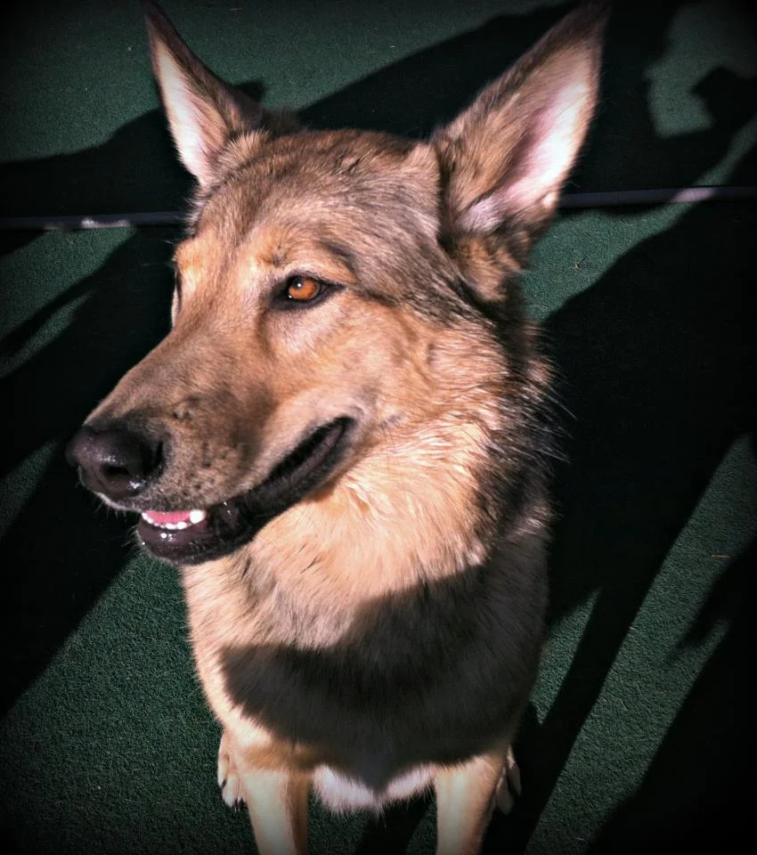cheyenne.jpg