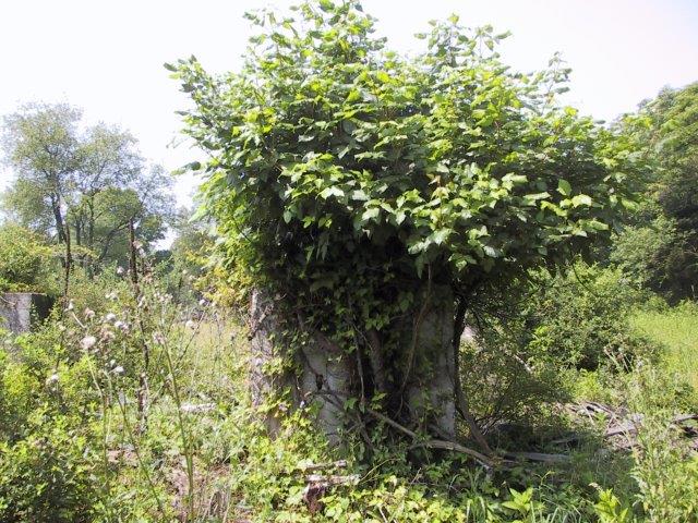 Concrete posts near foundation.jpg