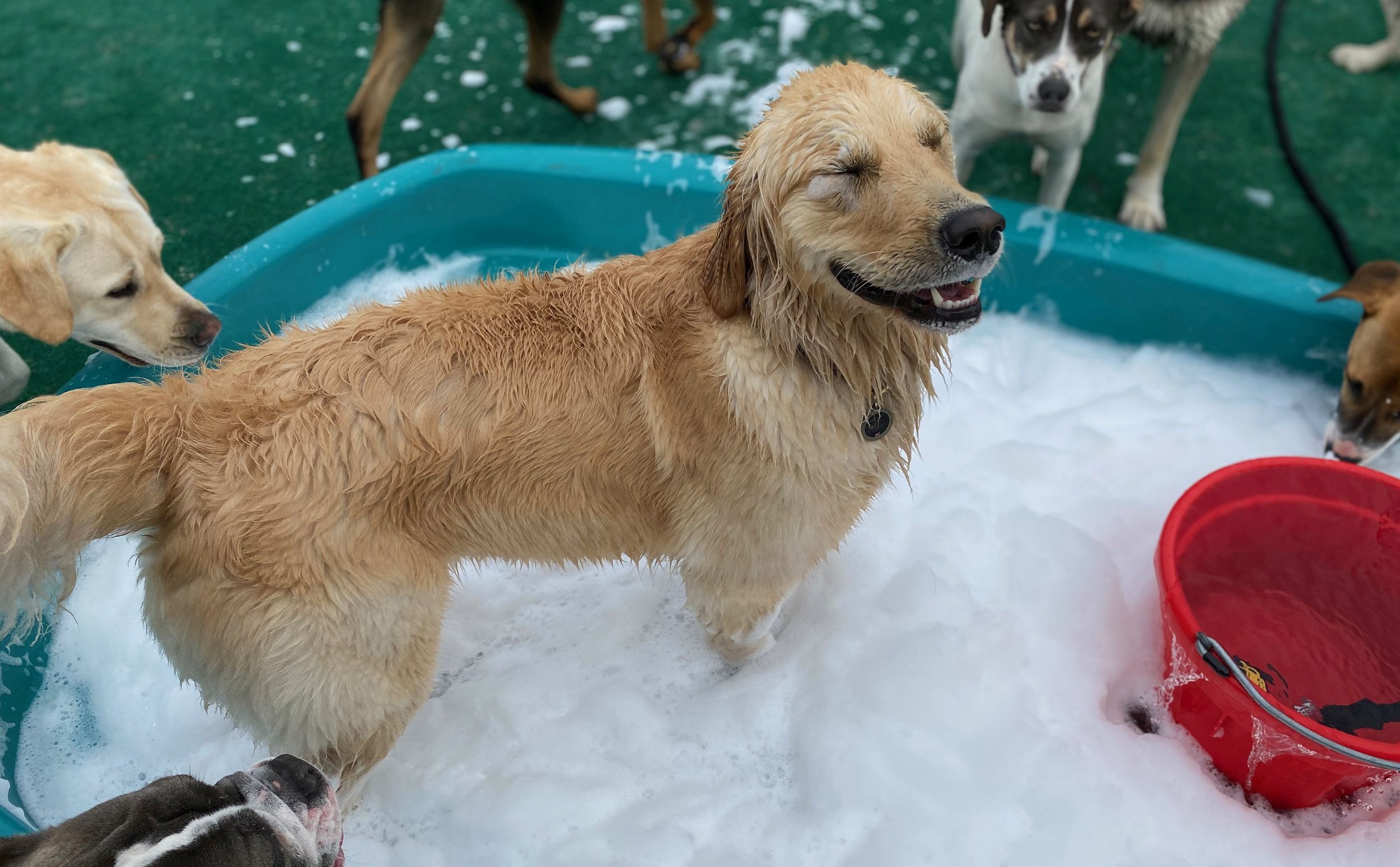 how much can you make owning a doggy daycare