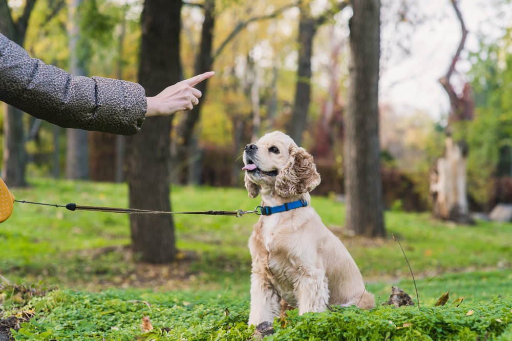 teaching-dog-basic-training.jpg