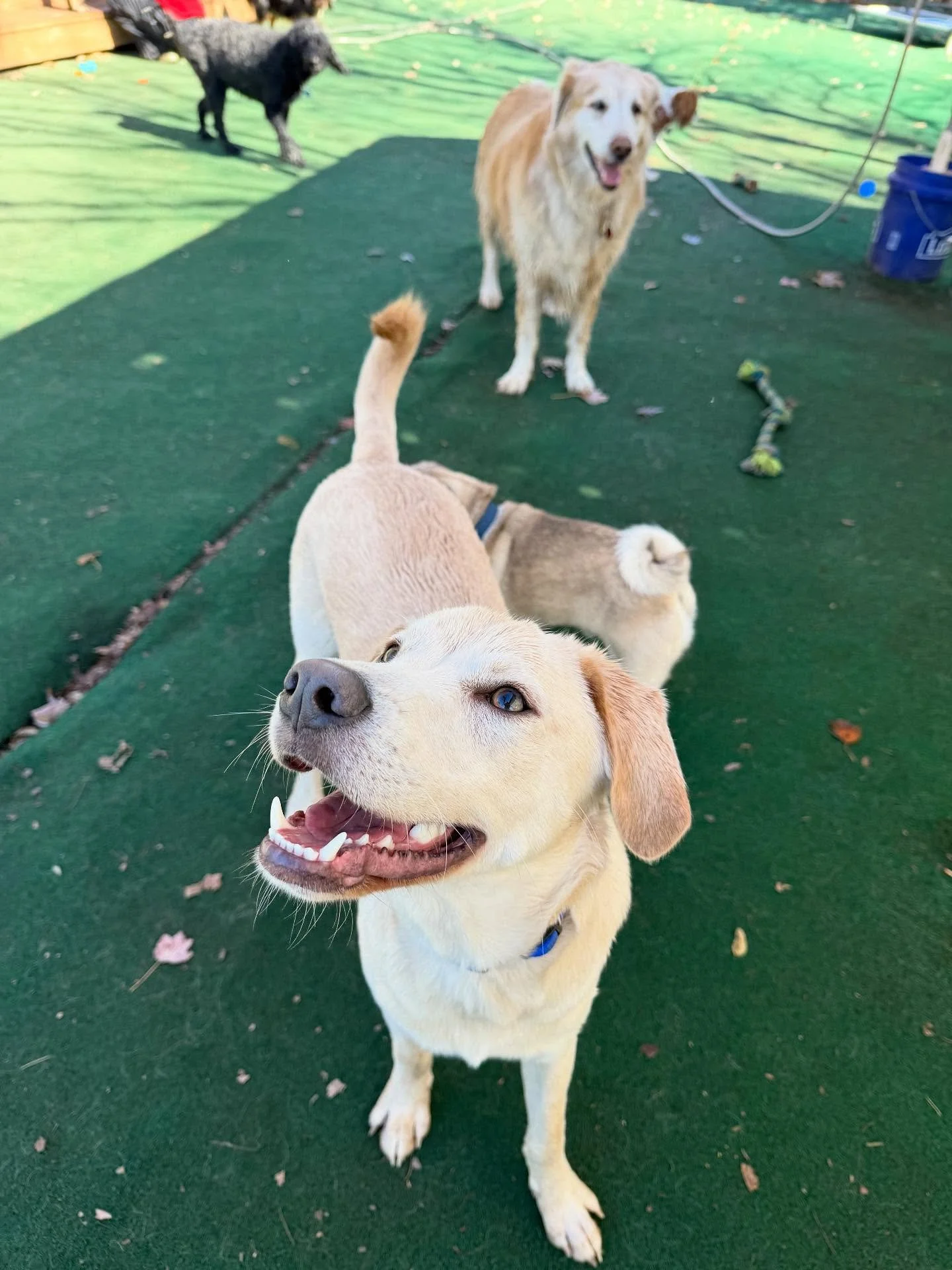 Cuteness alert: Brace yourself! 😚
-
-
-
#friendshipgoals #njdoggydaycare #explore #dogslife #dogfriendly #outdoors #dogsofinstagram #dogoftheday #playtime #explorepage #dogfeatures #dogphoto #pictureoftheday #doglovers #dogs #dogdaysdaycare #pool #f