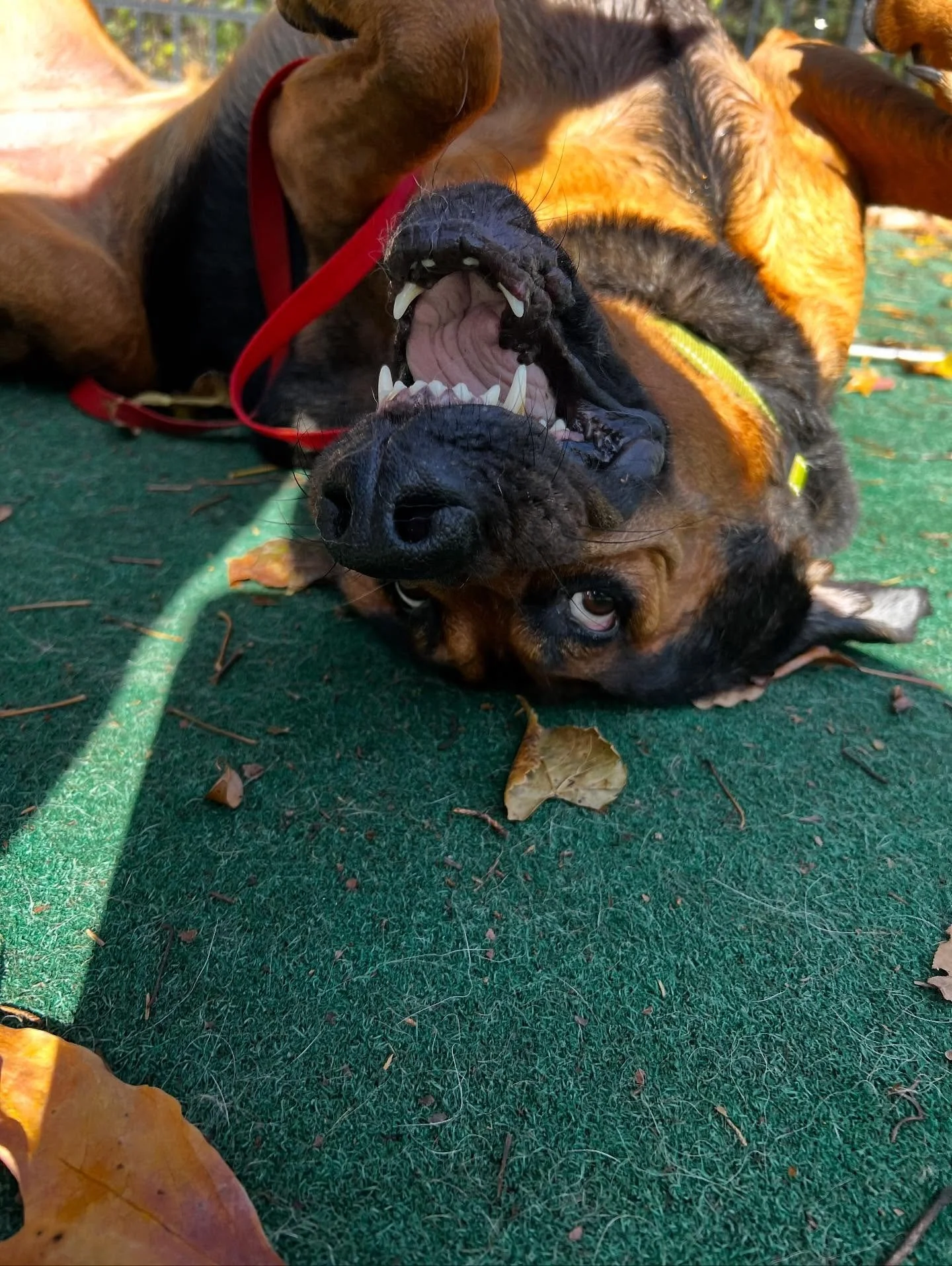 Smileeeeee 😁😁
-
-
-
#friendshipgoals #njdoggydaycare #explore #dogslife #dogfriendly #outdoors #dogsofinstagram #dogoftheday #playtime #explorepage #dogfeatures #dogphoto #pictureoftheday #doglovers #dogs #dogdaysdaycare #pool #fall #autumn #octobe