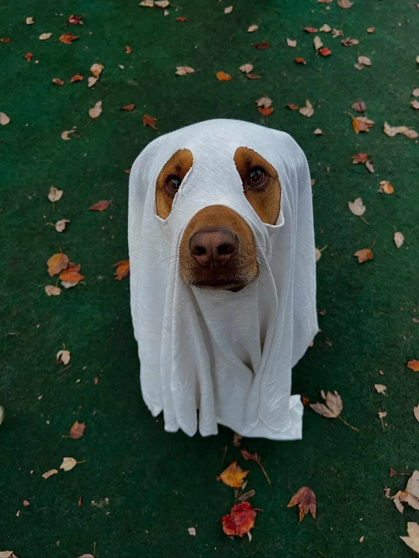 Getting in the spirit! 👻 
-
-
-
#dogs #dogdays #puppys #puppygram #dogsofinstagram #doggydaycare #dogoftheday #puppyplay #doggiedaycare #daydaycare #njdogdaycare #halloweenpups #spookydog #ghostdog #dogcostume #dogdaysdaycare