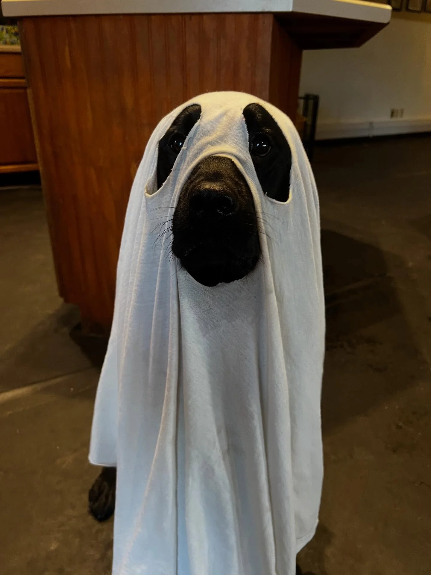 BOO! Did we scare you?! 👻🎃
-
-
-
#dogs #dogdays #puppys #puppygram #dogsofinstagram #doggydaycare #dogoftheday #puppyplay #doggiedaycare #daydaycare #njdogdaycare #halloweenpups #spookydog #ghostdog #dogcostume #dogdaysdaycare