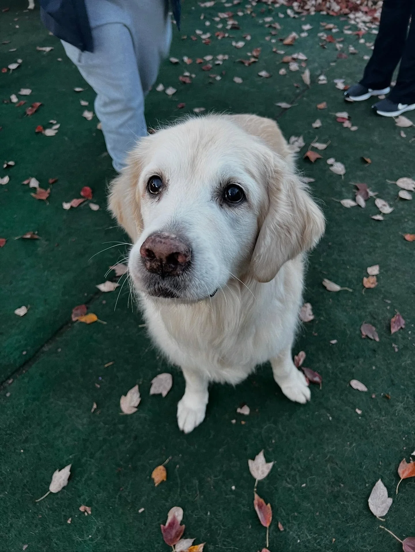 Happy Tuesday!!
-
-
-
#friendshipgoals #njdoggydaycare #explore #dogslife #dogfriendly #outdoors #dogsofinstagram #dogoftheday #playtime #explorepage #dogfeatures #dogphoto #pictureoftheday #doglovers #dogs #dogdaysdaycare #pool #fall #autumn #octobe