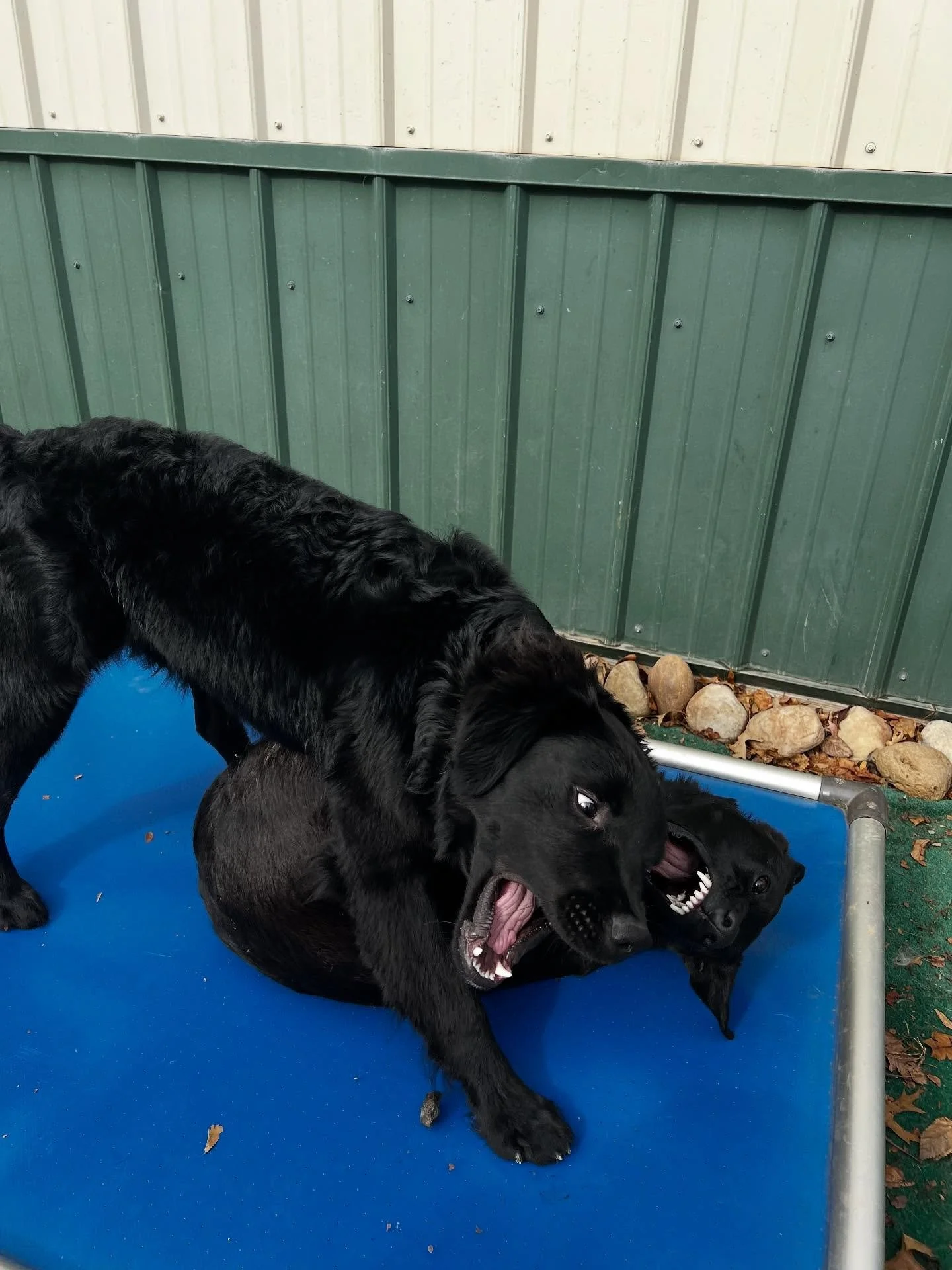 It’s a good day to be a dog! 🐶
-
-
-
#friendshipgoals #njdoggydaycare #explore #dogslife #dogfriendly #outdoors #dogsofinstagram #dogoftheday #playtime #explorepage #dogfeatures #dogphoto #pictureoftheday #doglovers #dogs #dogdaysdaycare #pool