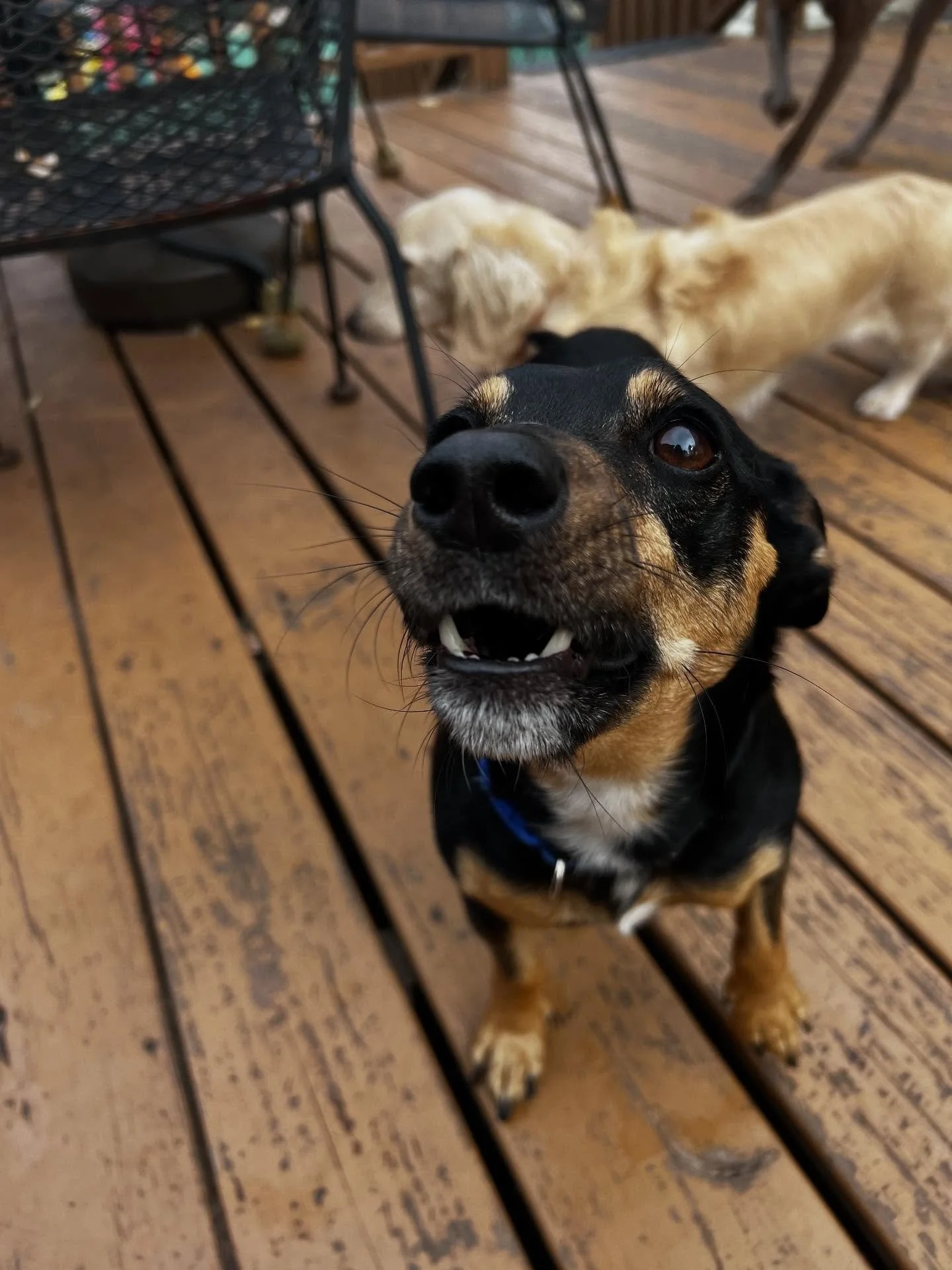 Dog house crew from today 
-
-
- 
#friendshipgoals #njdoggydaycare #explore #dogslife #dogfriendly #outdoors #dogsofinstagram #dogoftheday #playtime #explorepage #dogfeatures #dogphoto #pictureoftheday #doglovers #dogs #dogdaysdaycare #pool #fall #au