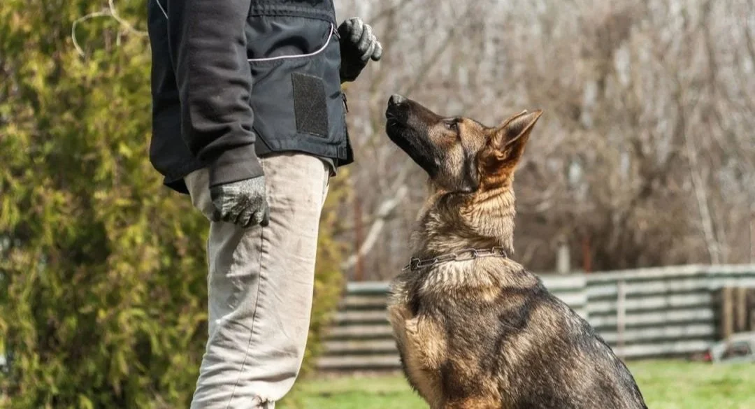 ULPS-Dog-Training-AdobeStock_214124240-1080x675.jpg