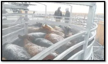 Allora Designs Canada Bound