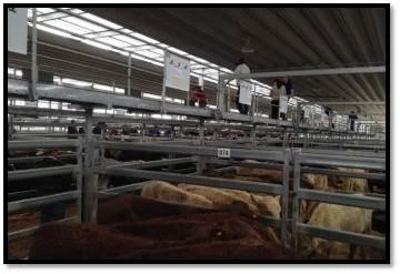 Thumbs Up for New Tamworth Selling Complex