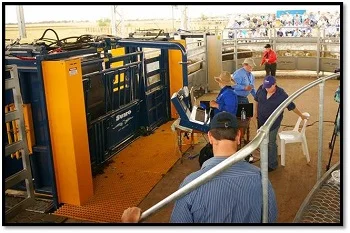 Kerwee Implements Sumo Crush