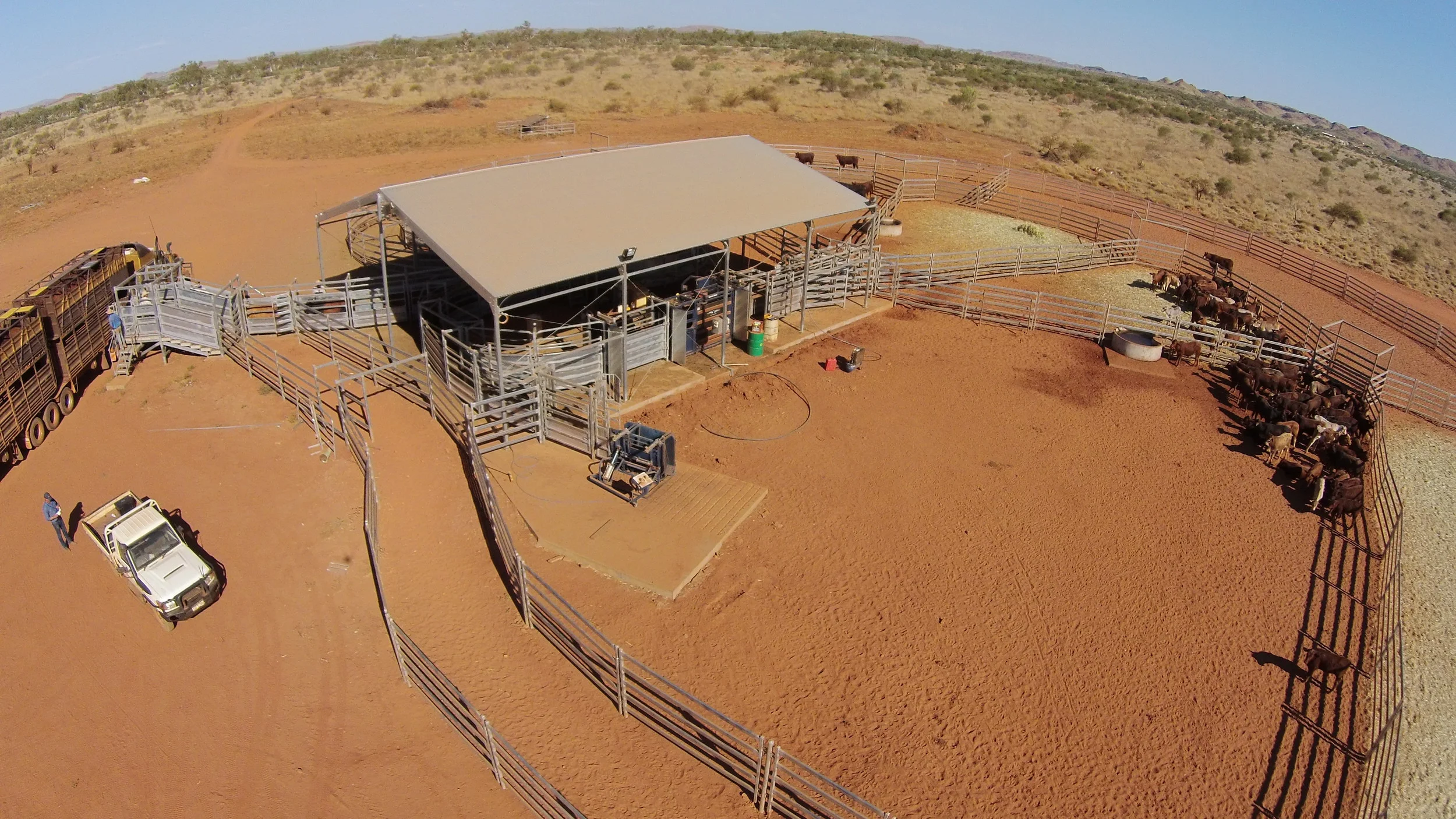 Thompson Longhorn working centre cover at Minderoo Station.