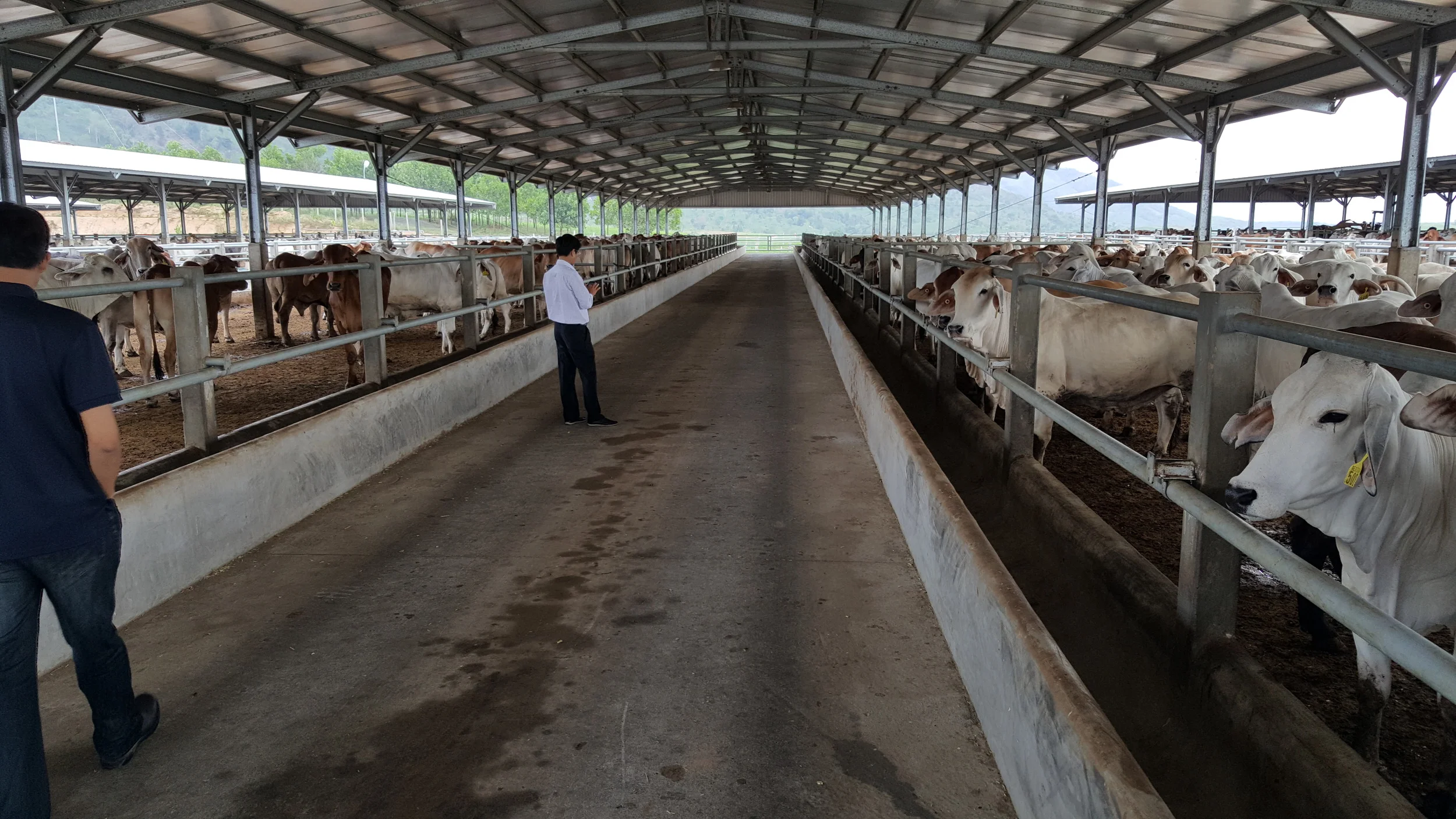 Australian cattle in a Vietnamese Feedlot
