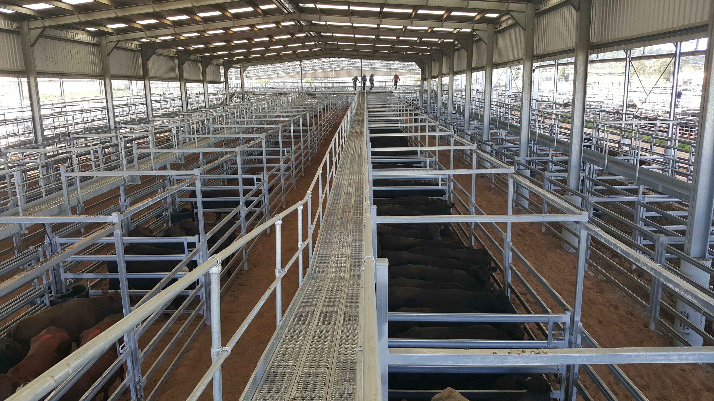 Under shed with cattle in pens.jpg