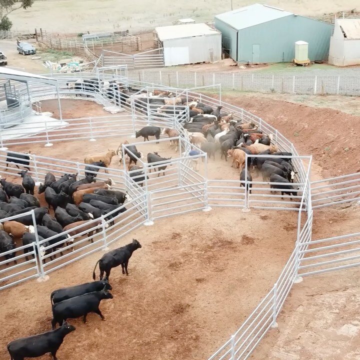Flashback to one of our favourite primary producer's projects, at &quot;Parwan&quot; near Bacchus Marsh in Victoria. This set of yards includes a fully pneumatic crowding yard, curved Vee lane incorporating a double deck dual alley load out facility,