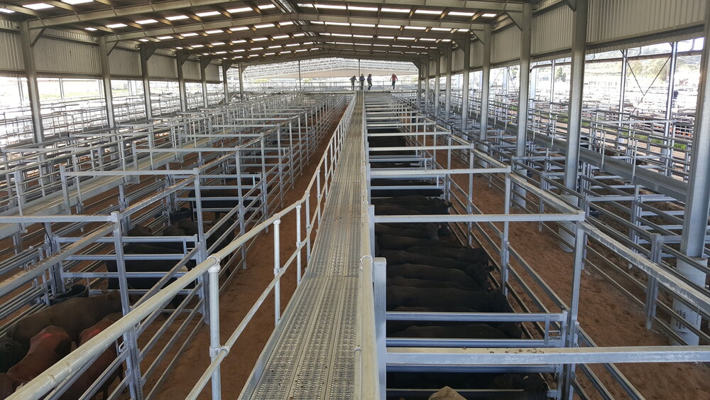 Scone Saleyards Under shed with cattle in pens.jpg