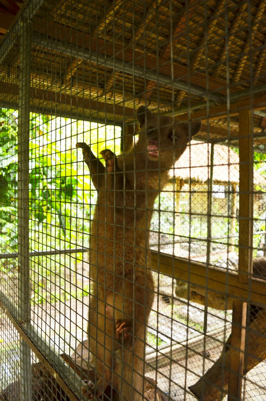 Luwak in captivity :(