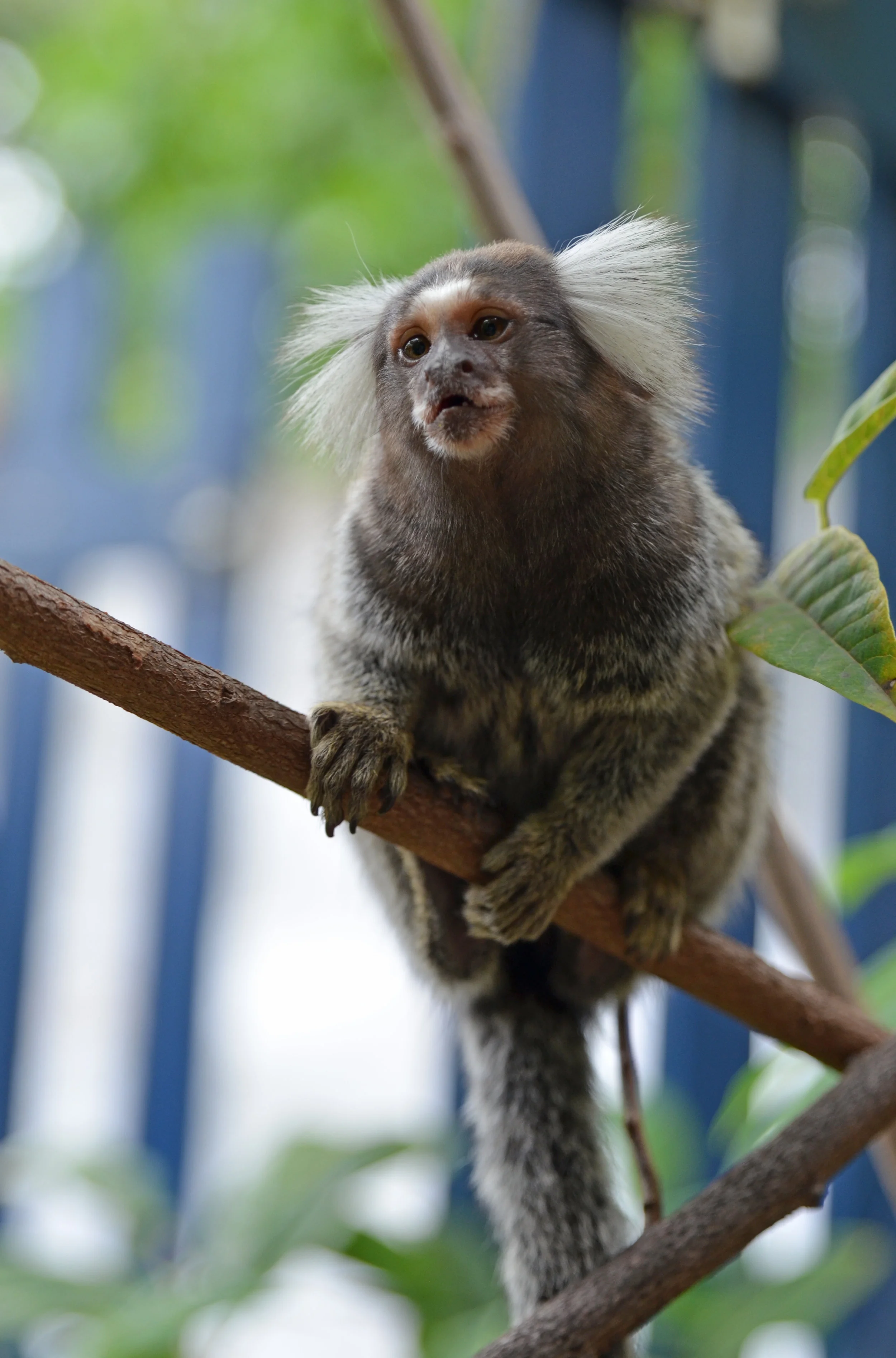 Mormoset monkey. So cute!