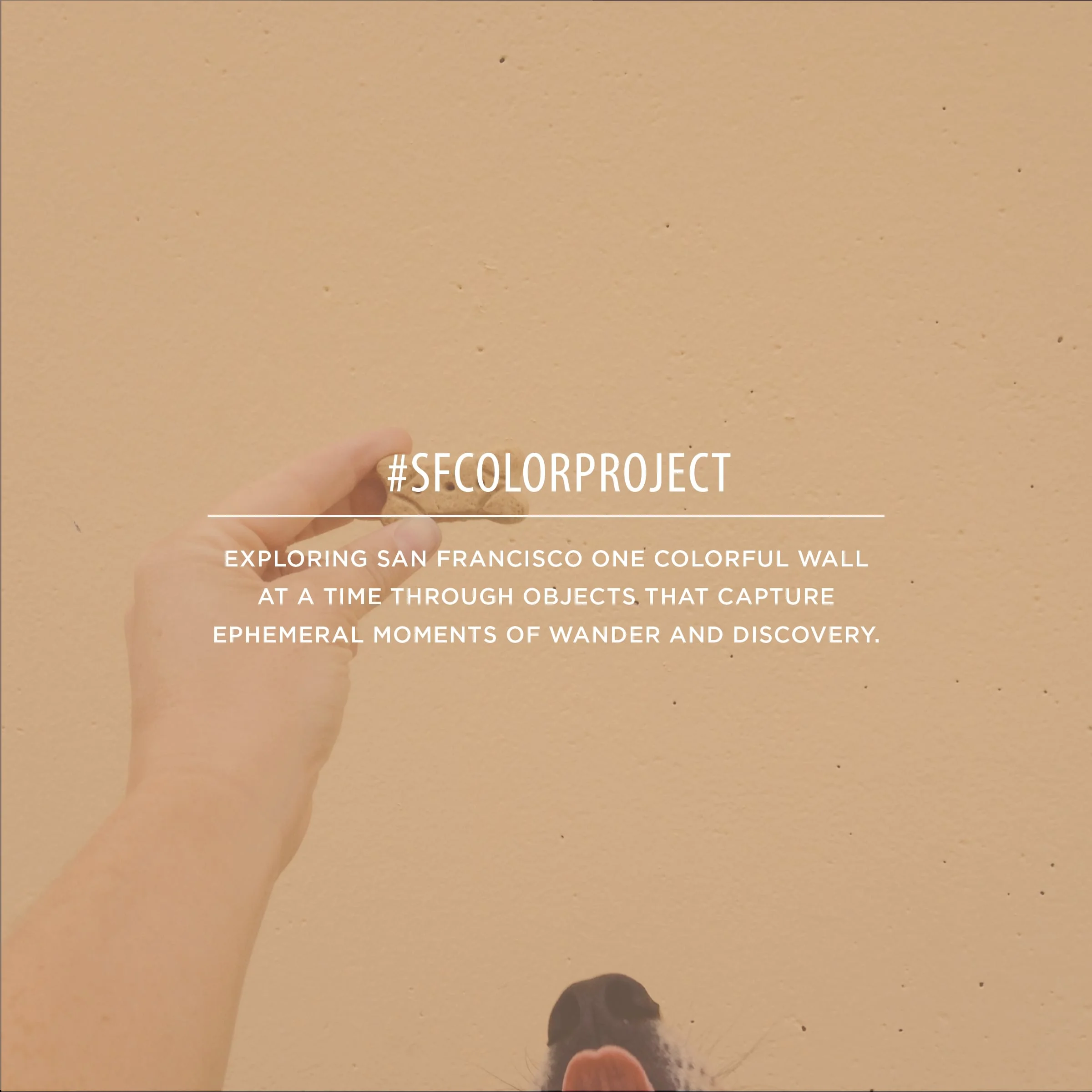 SFCOLORPROJECT-title2-11.jpg