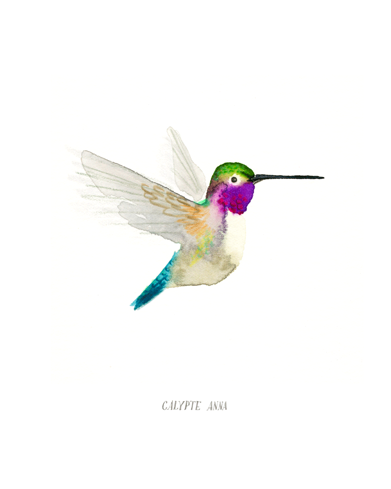 critters_hummingbird.gif