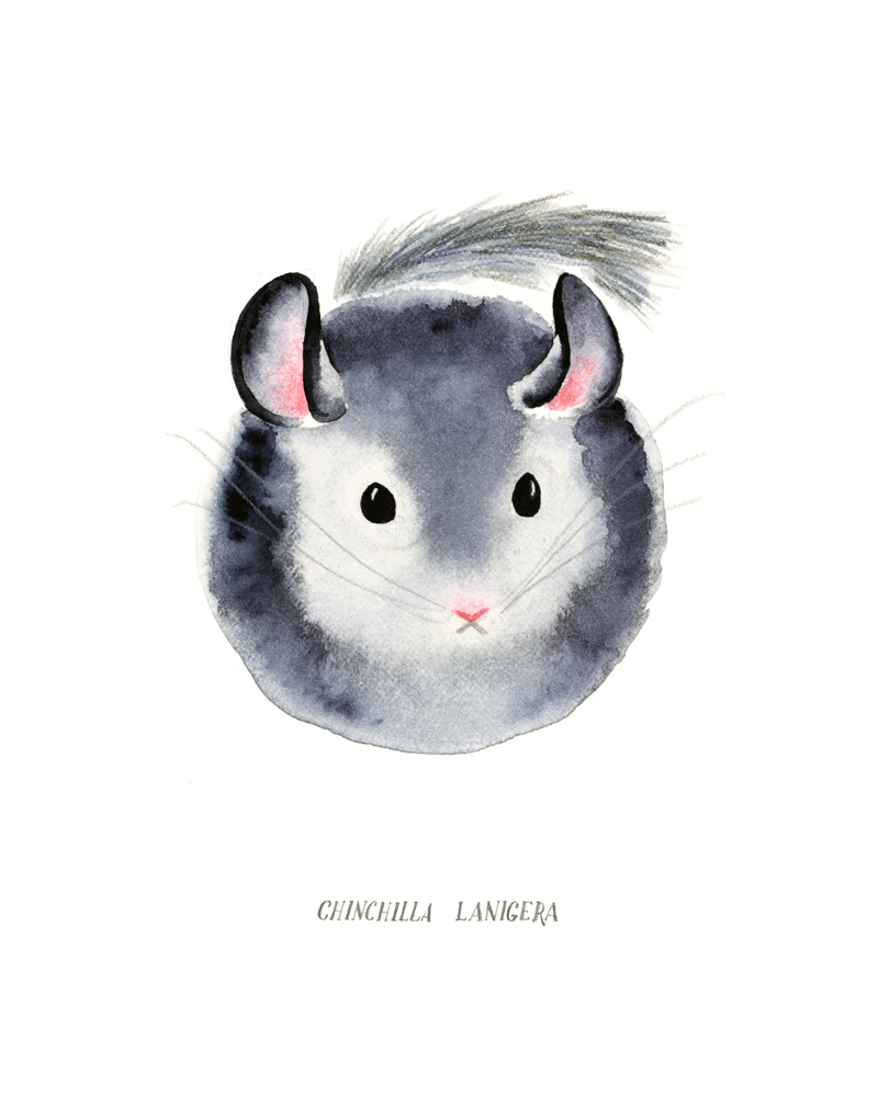 critters_chinchilla.gif