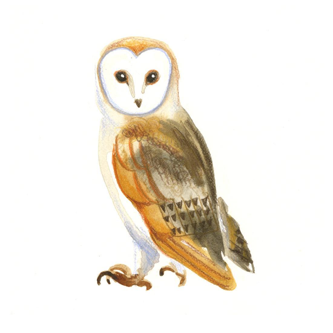 barnowl_web.jpg