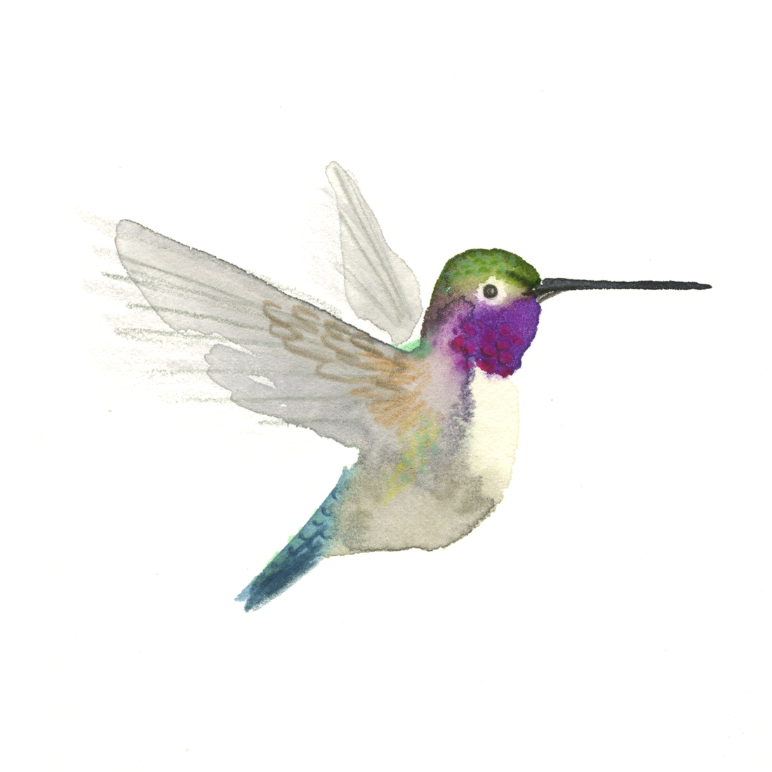 hummingbird_web.jpg