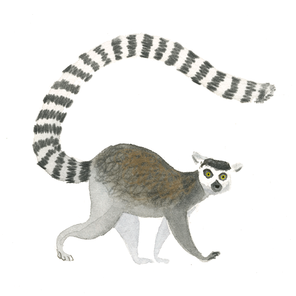 ringtailedlemur_web.gif