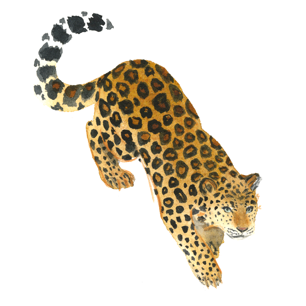 amurleopard_web.gif