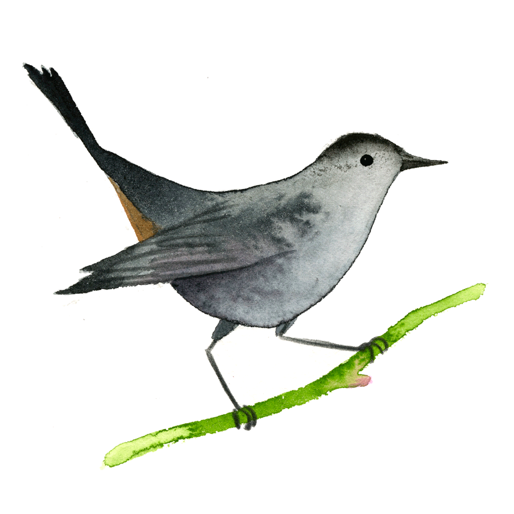 catbird_web.gif