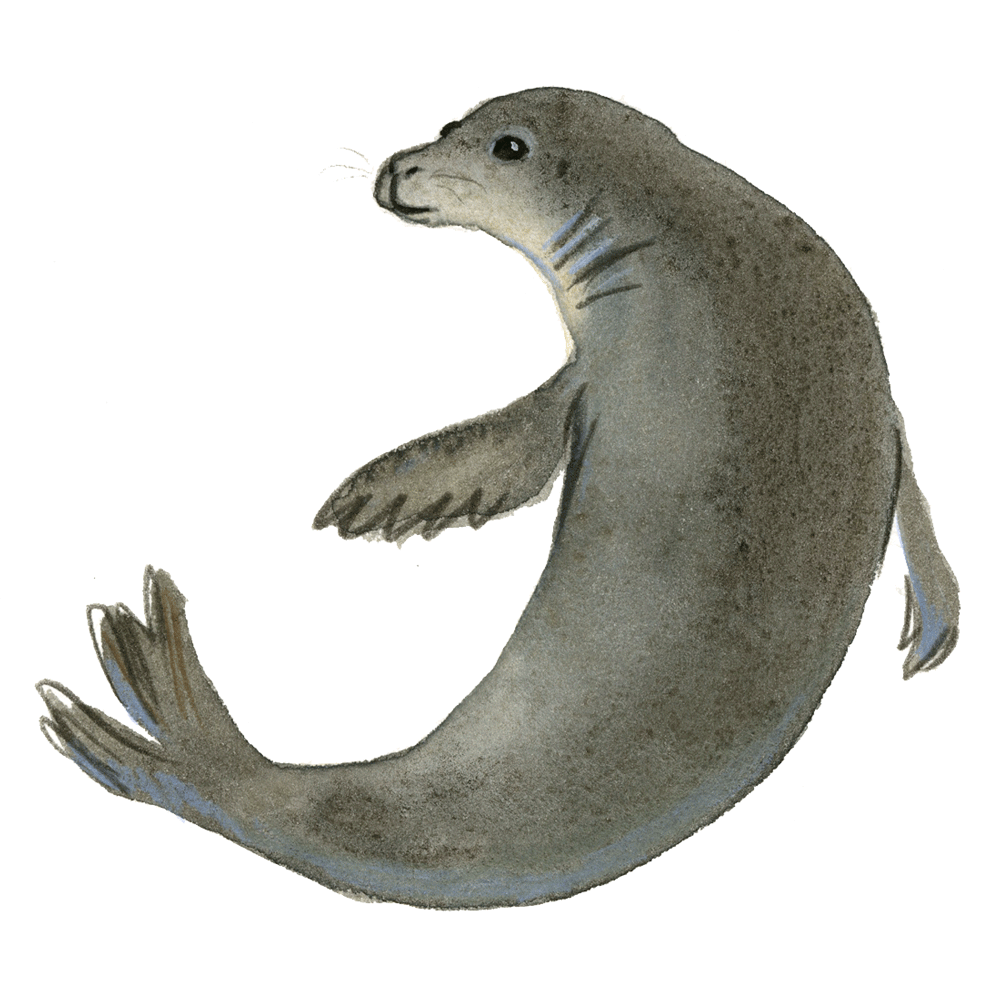 HawaiianMonkseal_web.gif