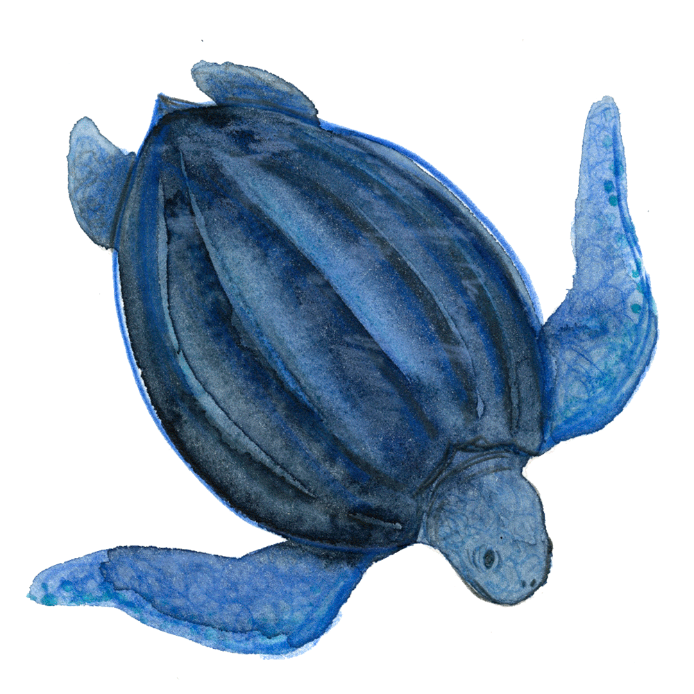 leatherback_seaturtle_web.gif