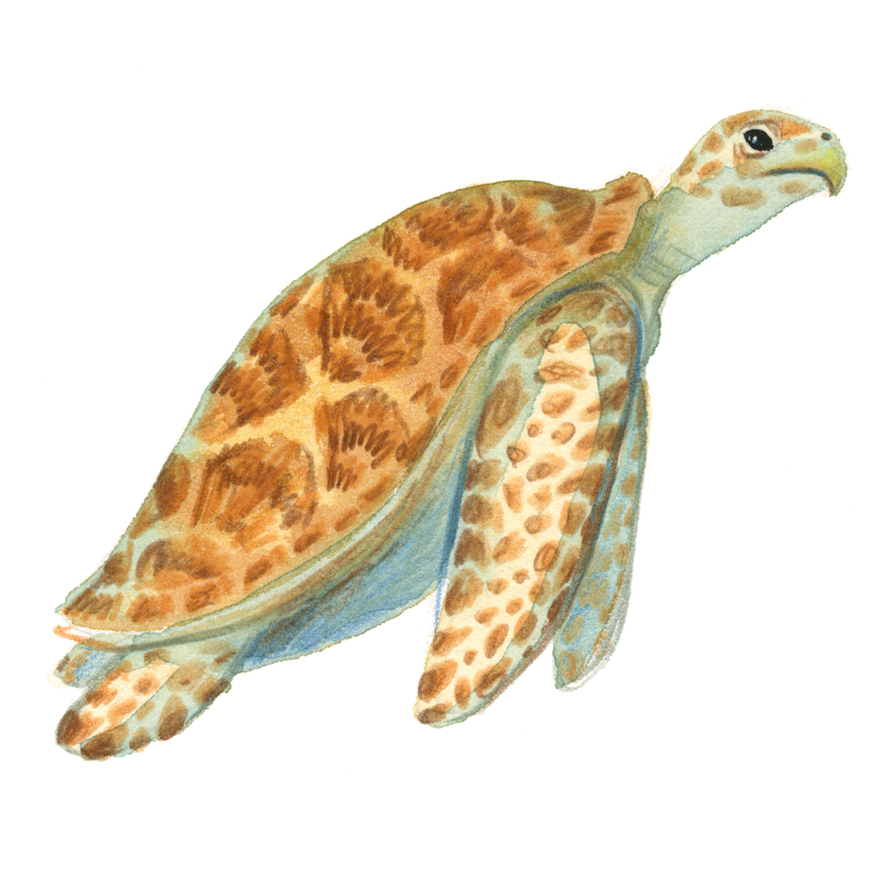 seaturtle_hawksbill_web.gif