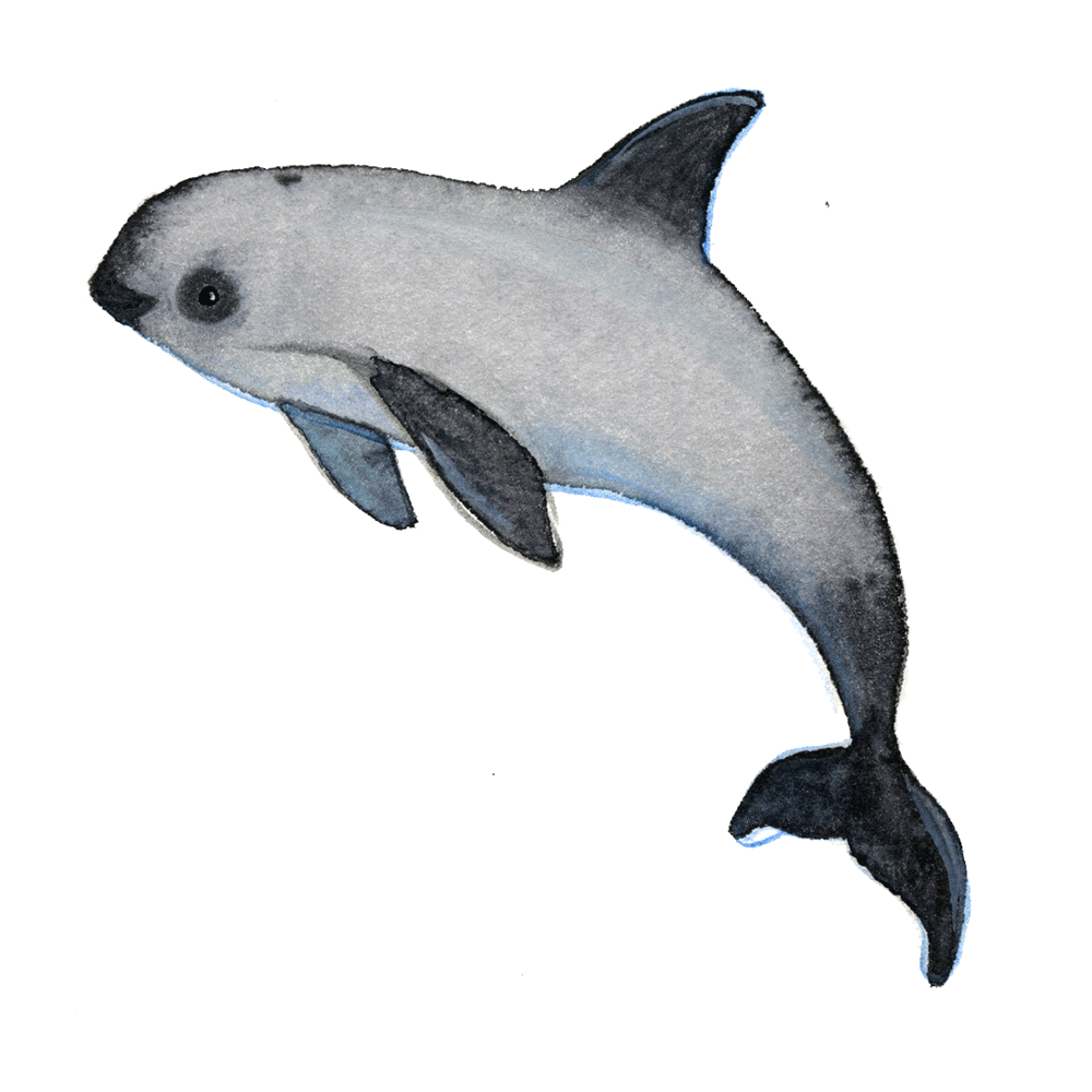 vaquita_web.gif