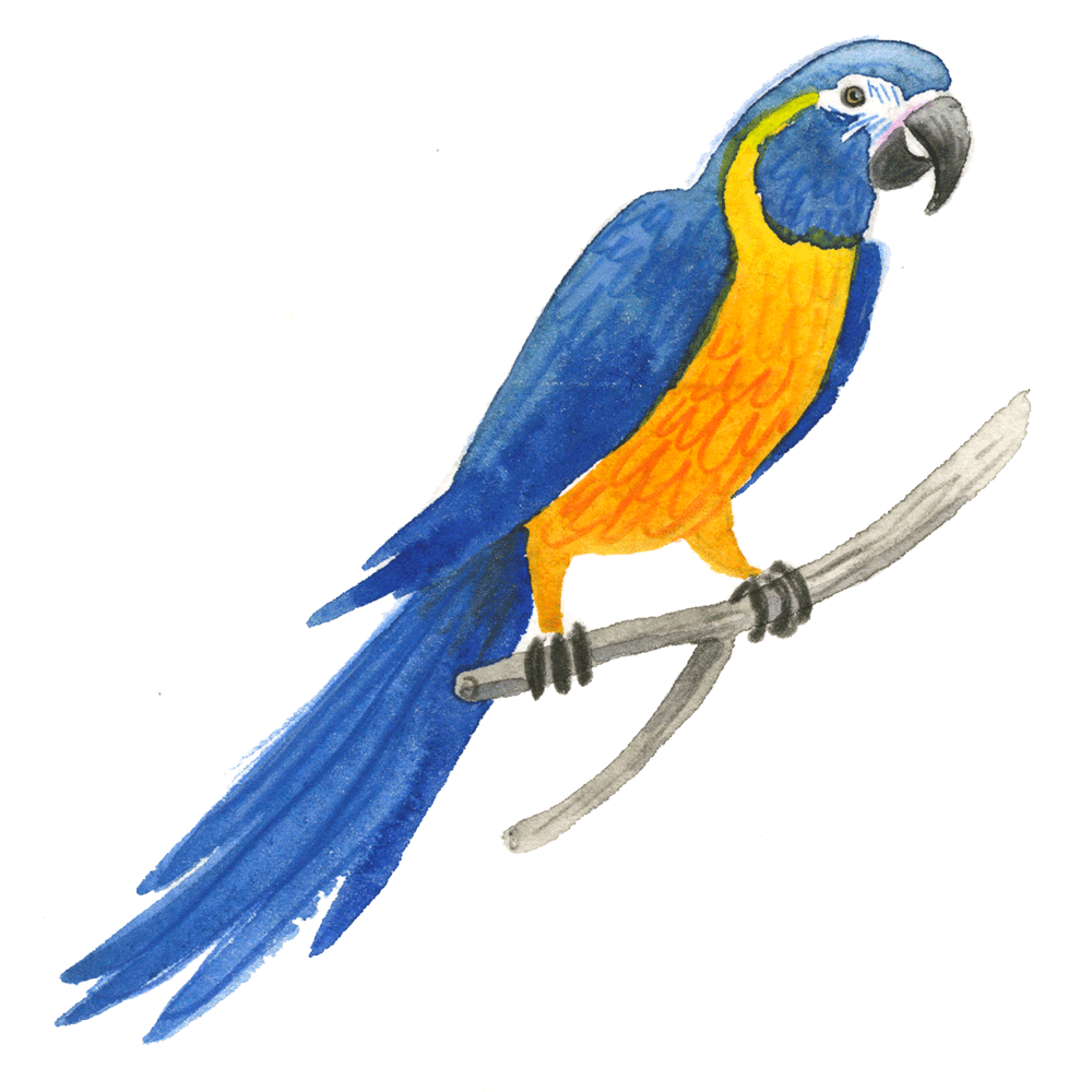 macaw_bluethroated_web.gif