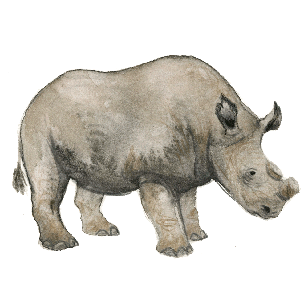 rhino_northernwhite_sudan.gif