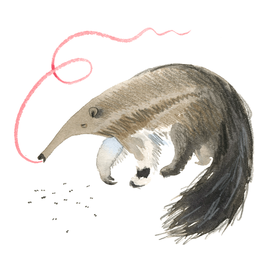 anteater_web.gif