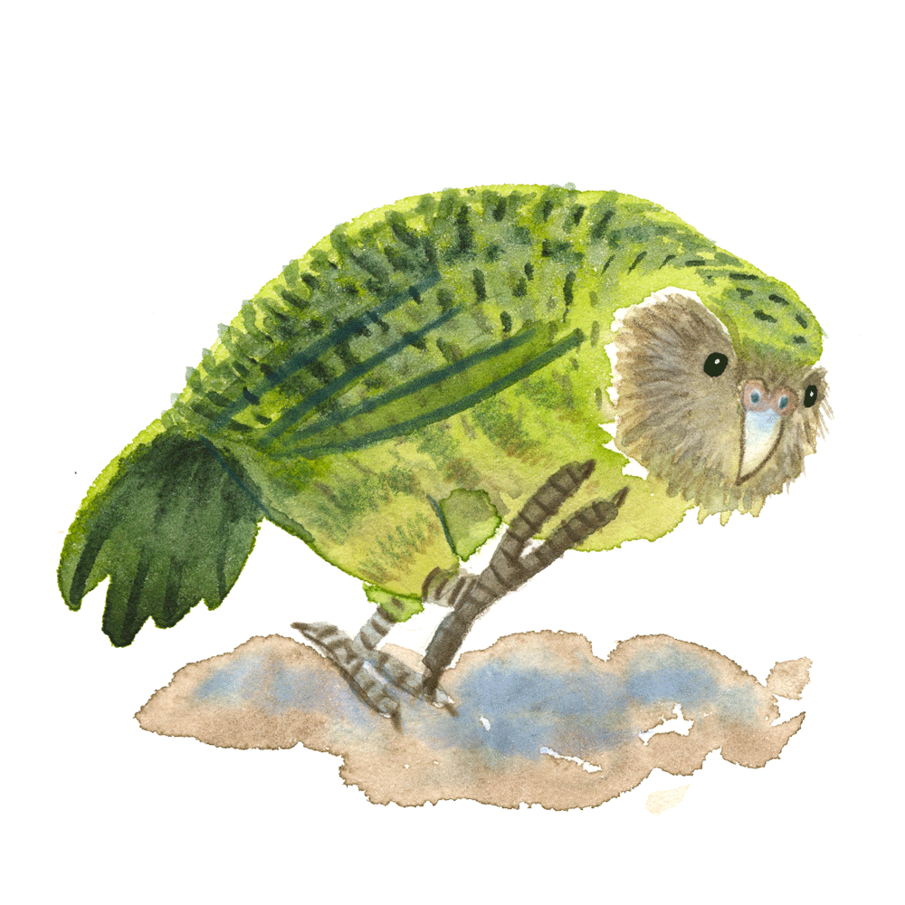 kakapo_web.gif