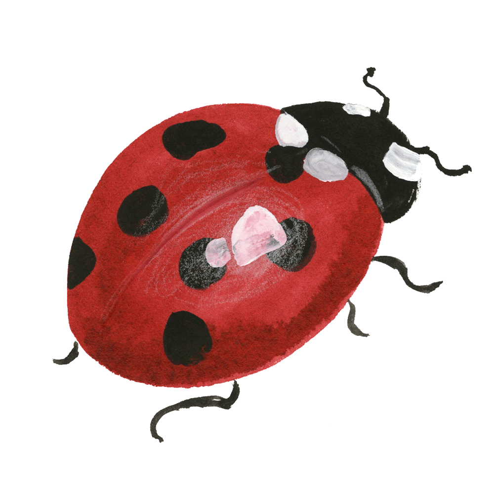 ladybug_web.gif