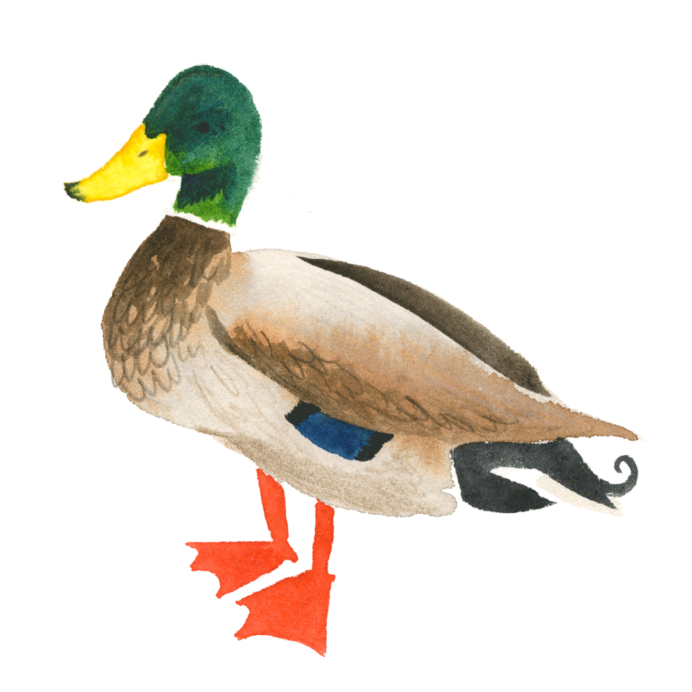 mallard_web.gif