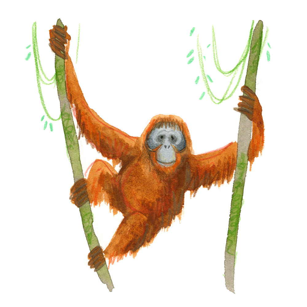 orangutan_web.gif