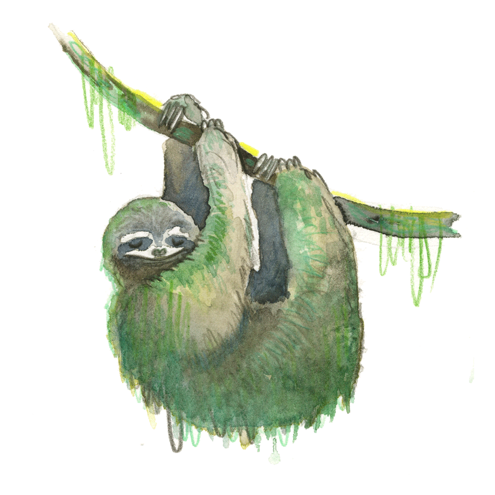 sloth_web.gif