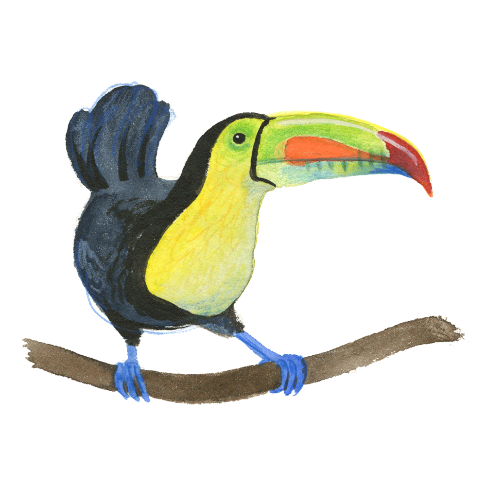 toucan_web.gif