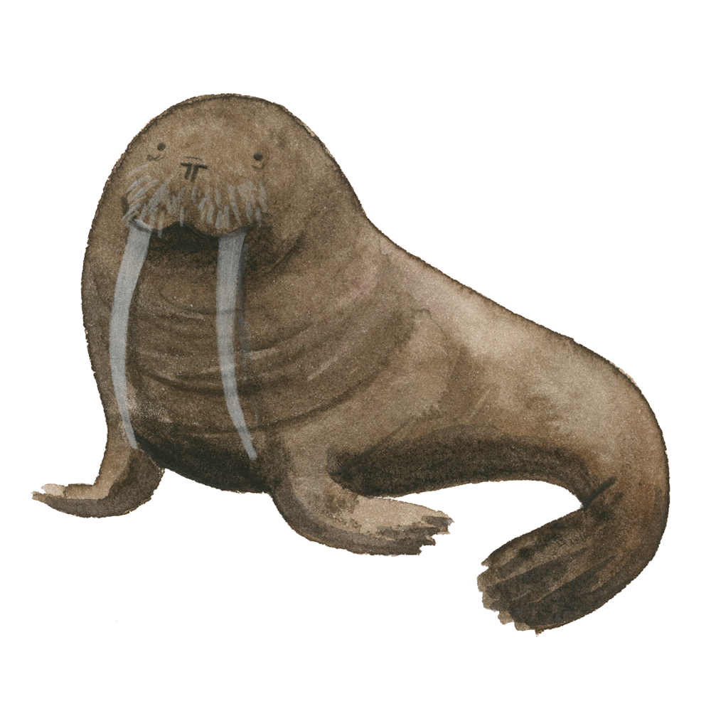 walrus_web.gif