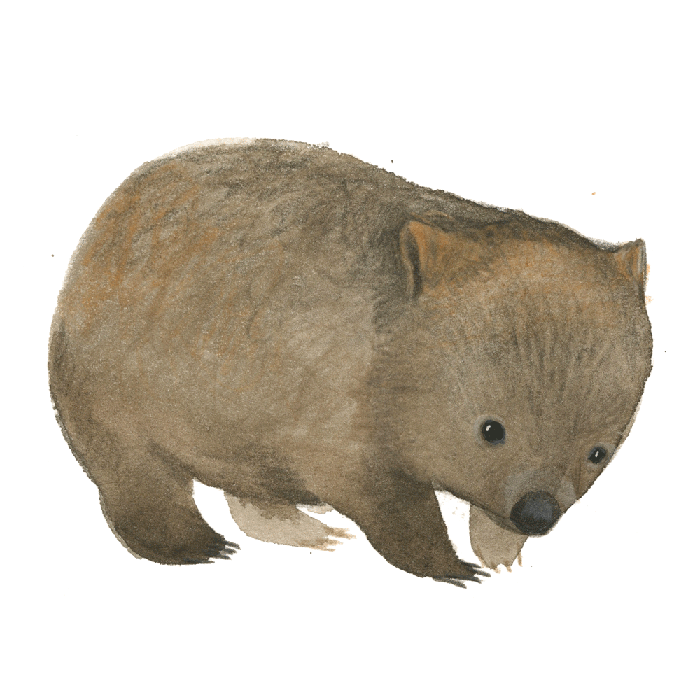 wombat_web.gif