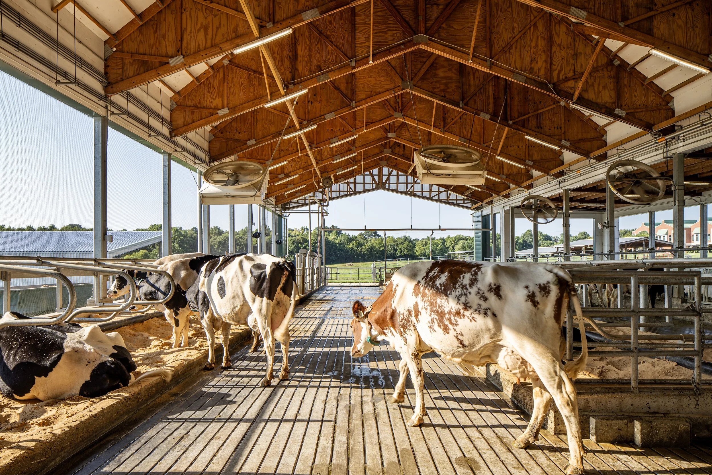  North Carolina State University  College of Veterinary Medicine Dairy Training Facility  Raleigh, NC 