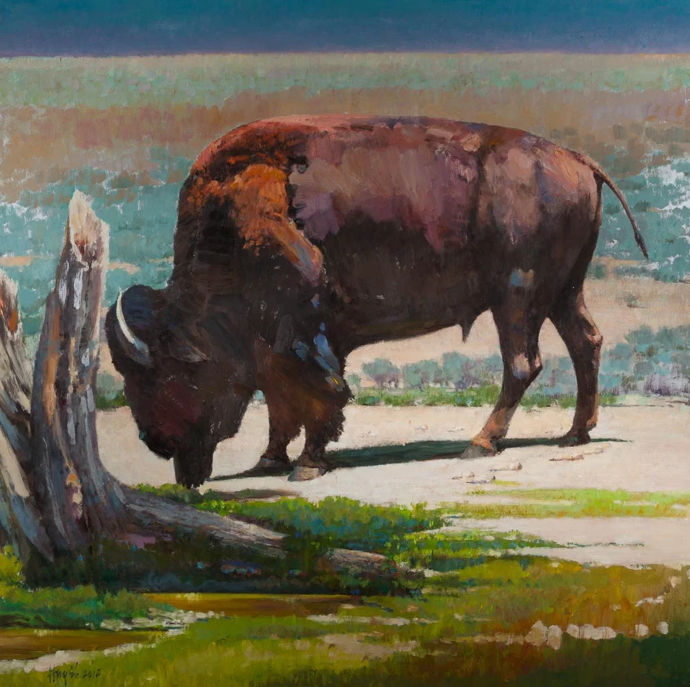 American Bison, 36 x 36, Oil