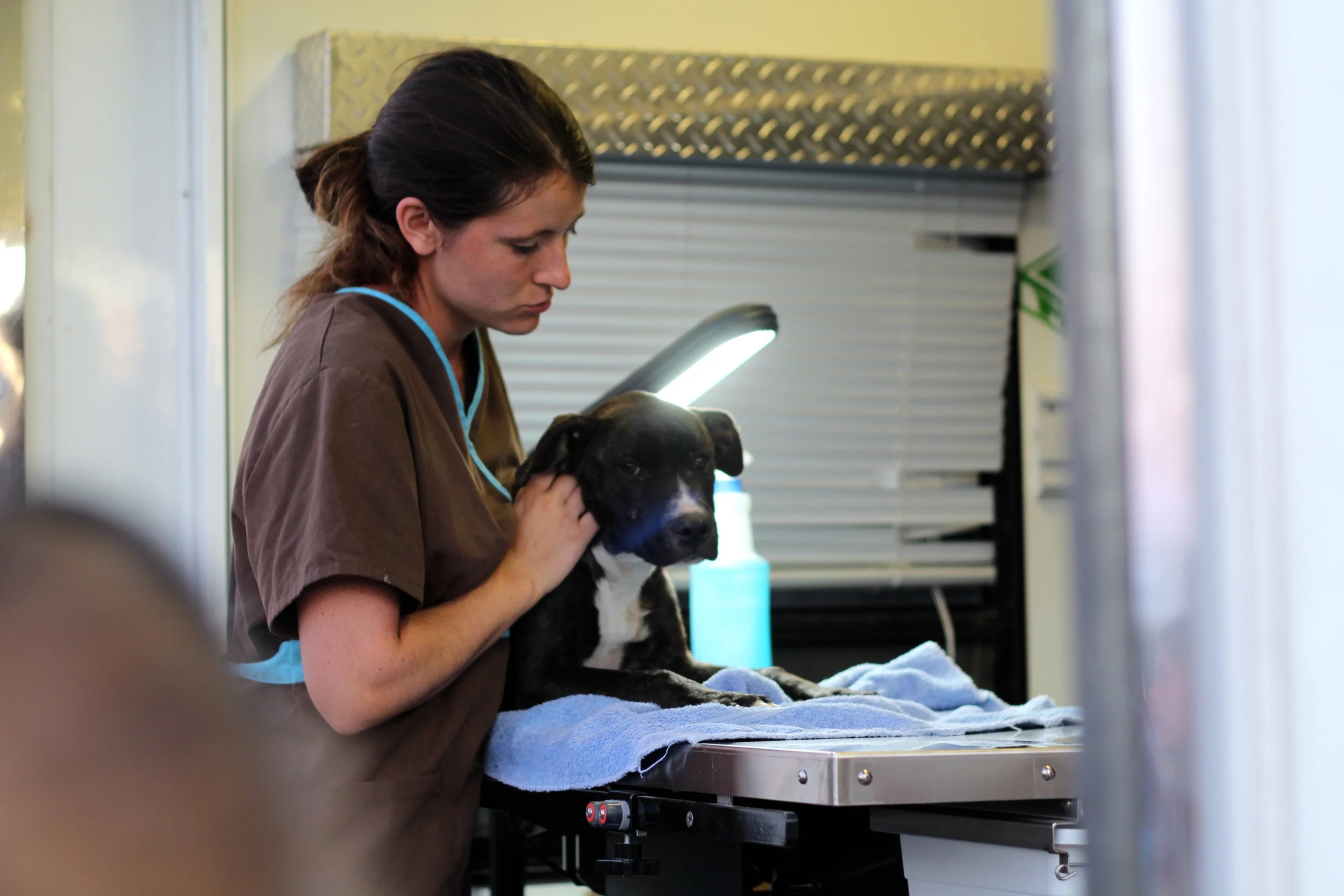 Crossed Paths The Roving Vet — The Stars Above Us