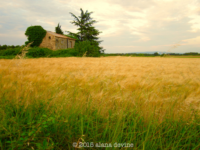French Field