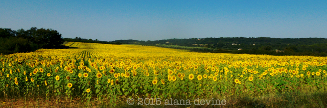 Fields That Follow The Sun